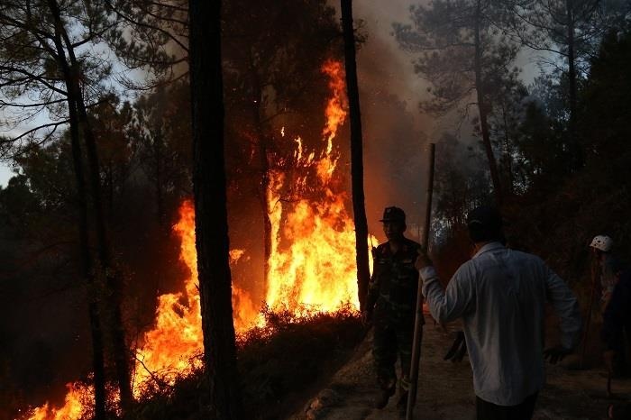 chay rung thong o Hue anh 8