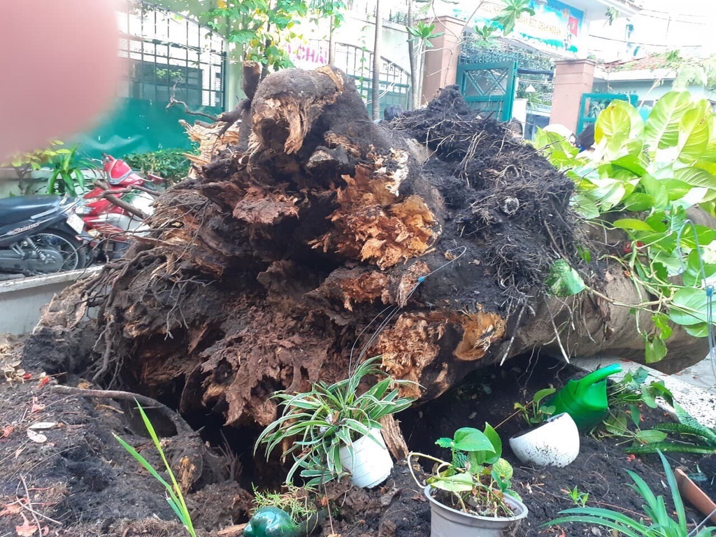 Ai chiu trach nhiem sau vu cay do de hoc sinh tu nan o TP.HCM? hinh anh
