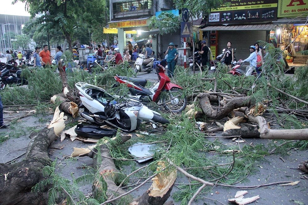 Cay xanh gay de chet nguoi, ai chiu trach nhiem? hinh anh