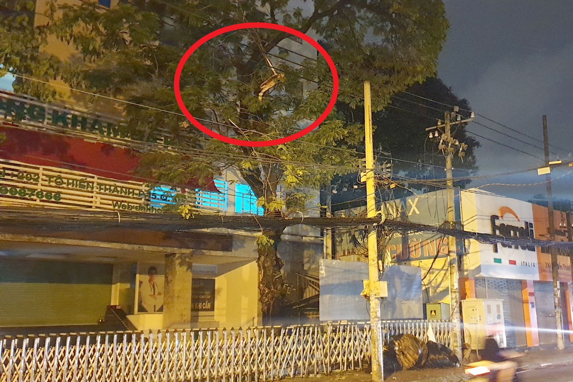 cay xanh gay de chet nguoi anh 1