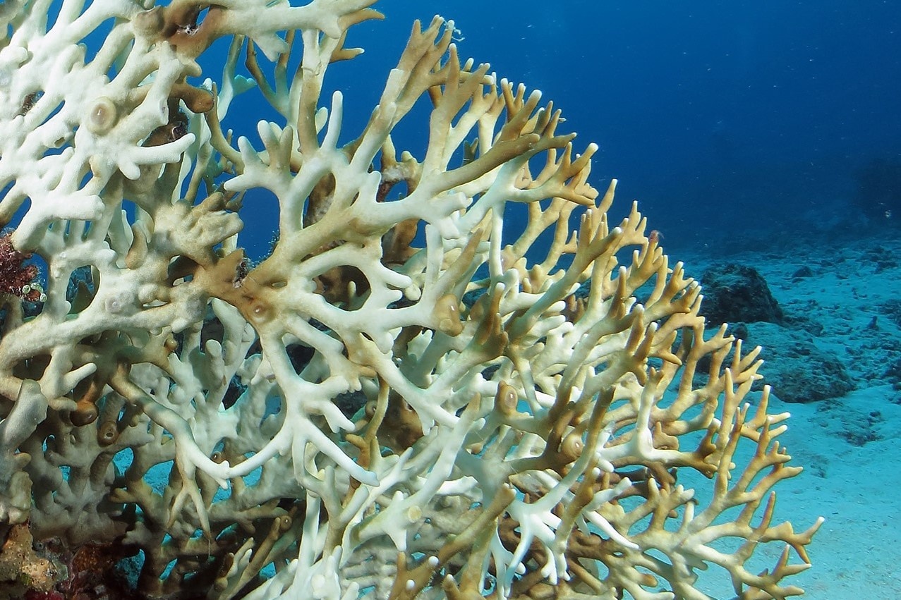 Hien tuong tay trang san ho va nhung cai chet duoi dai duong hinh anh