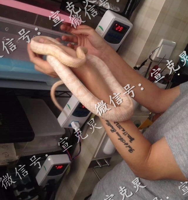 Cuu nguoi mau TQ bi chong giet,  giau xac o tu lanh anh 3