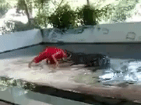 Nghe si xiec Thai Lan bi ca sau ngoam dau khi dang bieu dien hinh anh