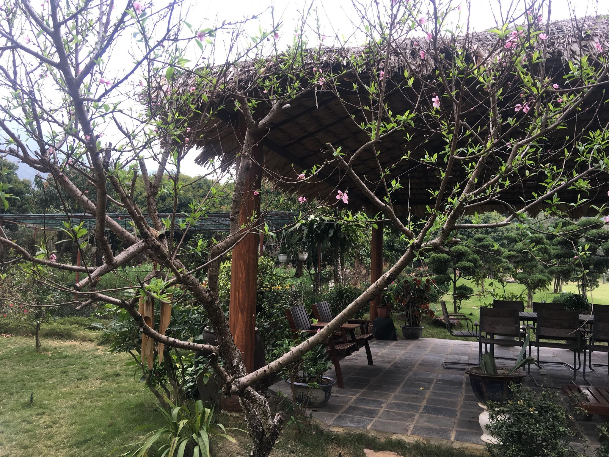 Sao Viet don Tet anh 3