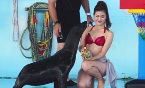 MC kênh Việt mặc bikini dẫn World Cup ảnh 2 MC kenh Viet mac bikini dan World Cup anh 2