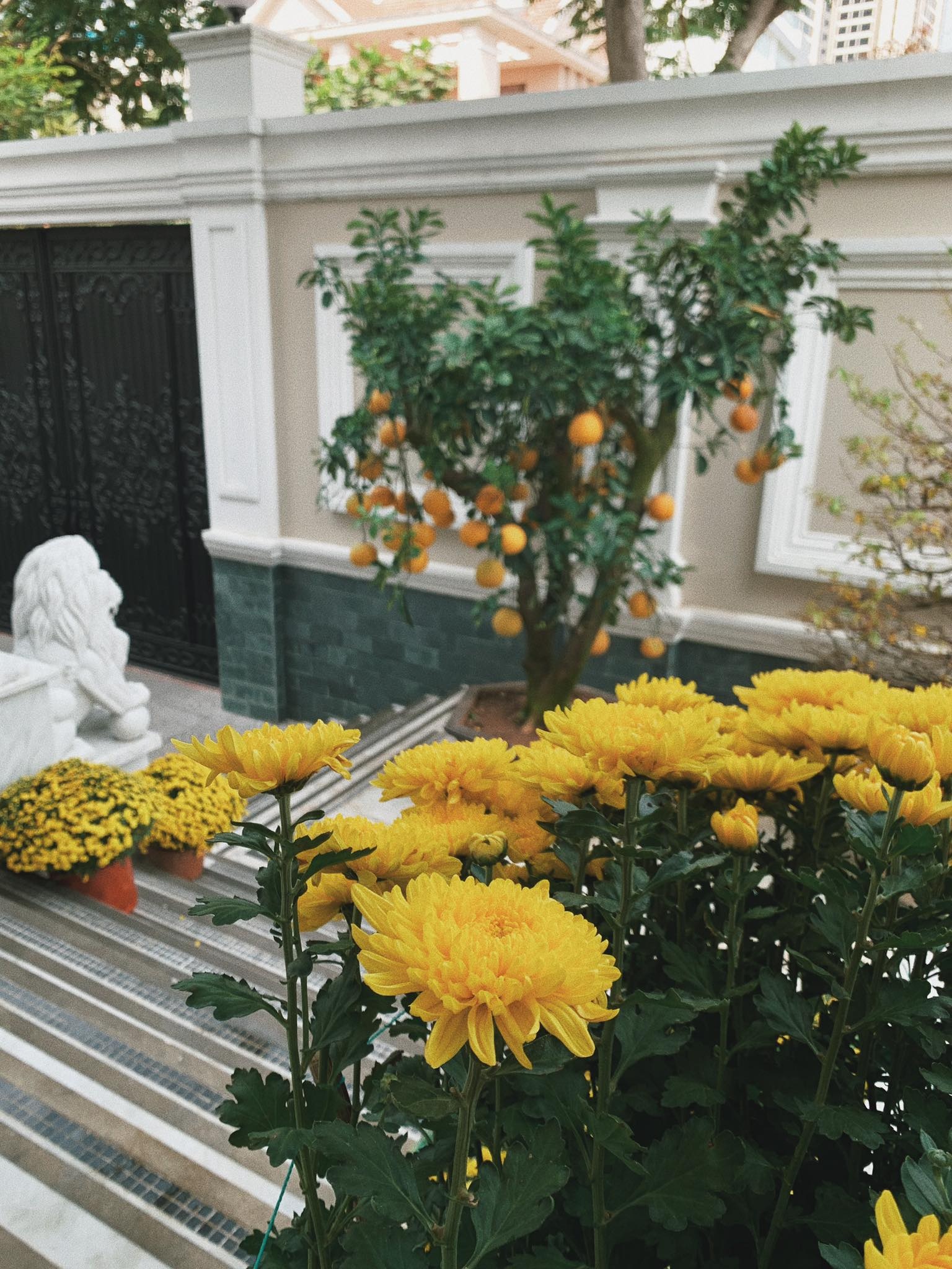 Sao Viet nha sang anh 1