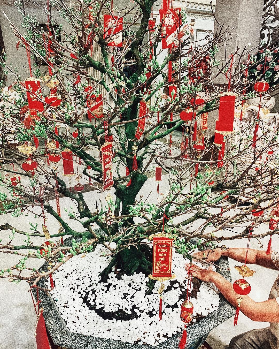 Sao Viet nha sang anh 6