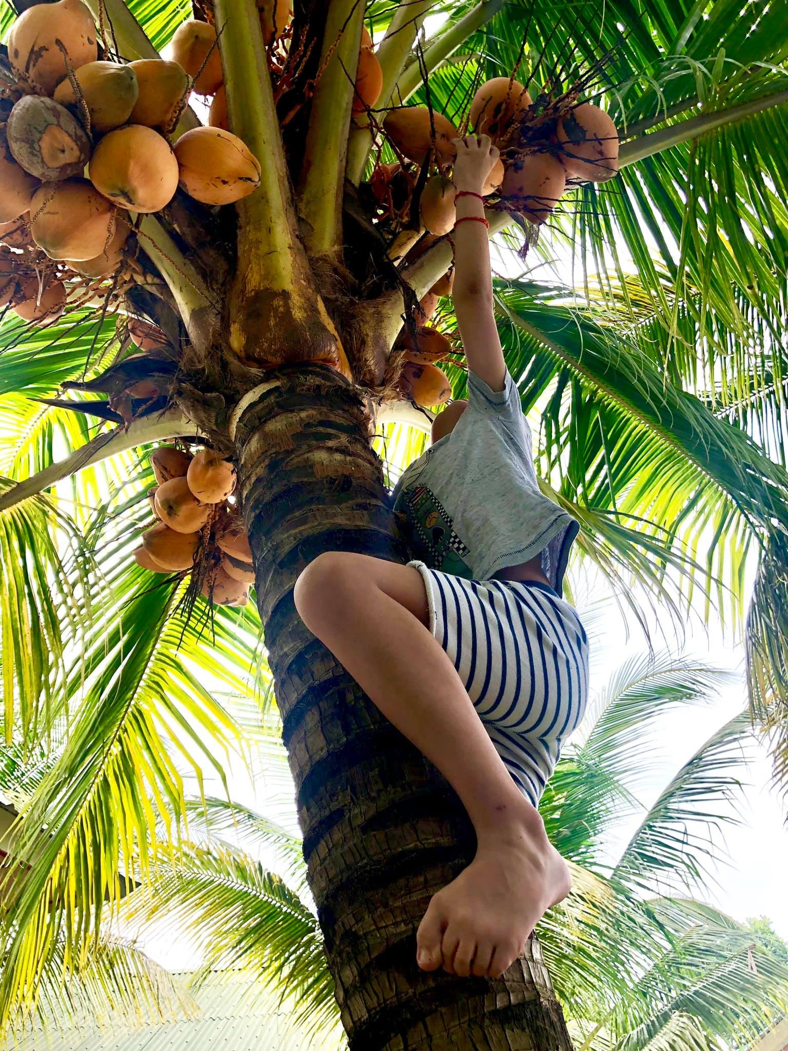 Con sao Viet don Tet anh 13