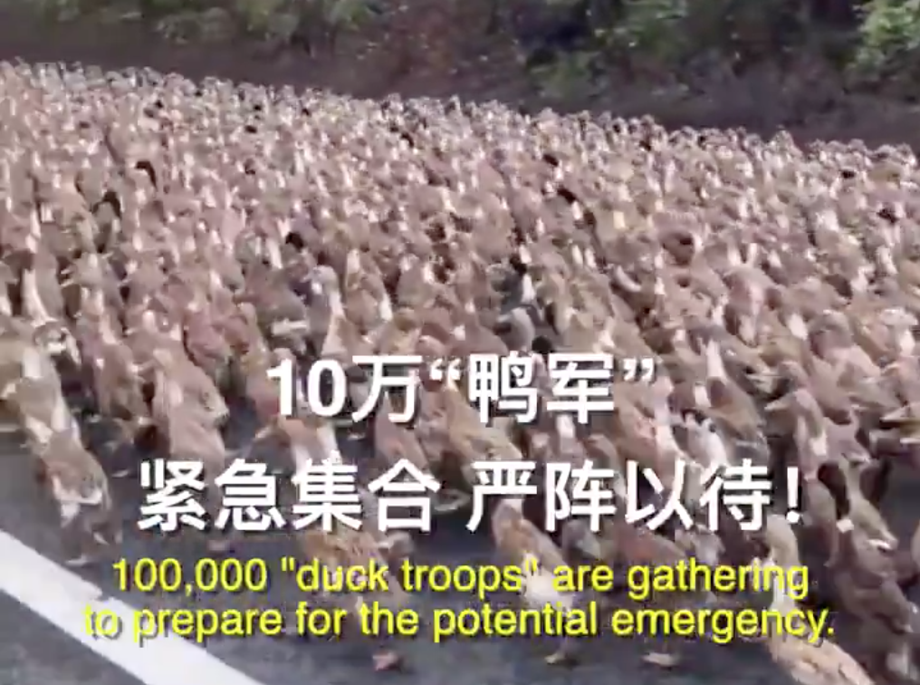 Trung Quoc tha vit de doi pho dich chau chau anh 1