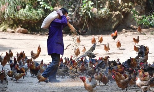 Trung Quoc thieu nguon cung gia cam anh 1