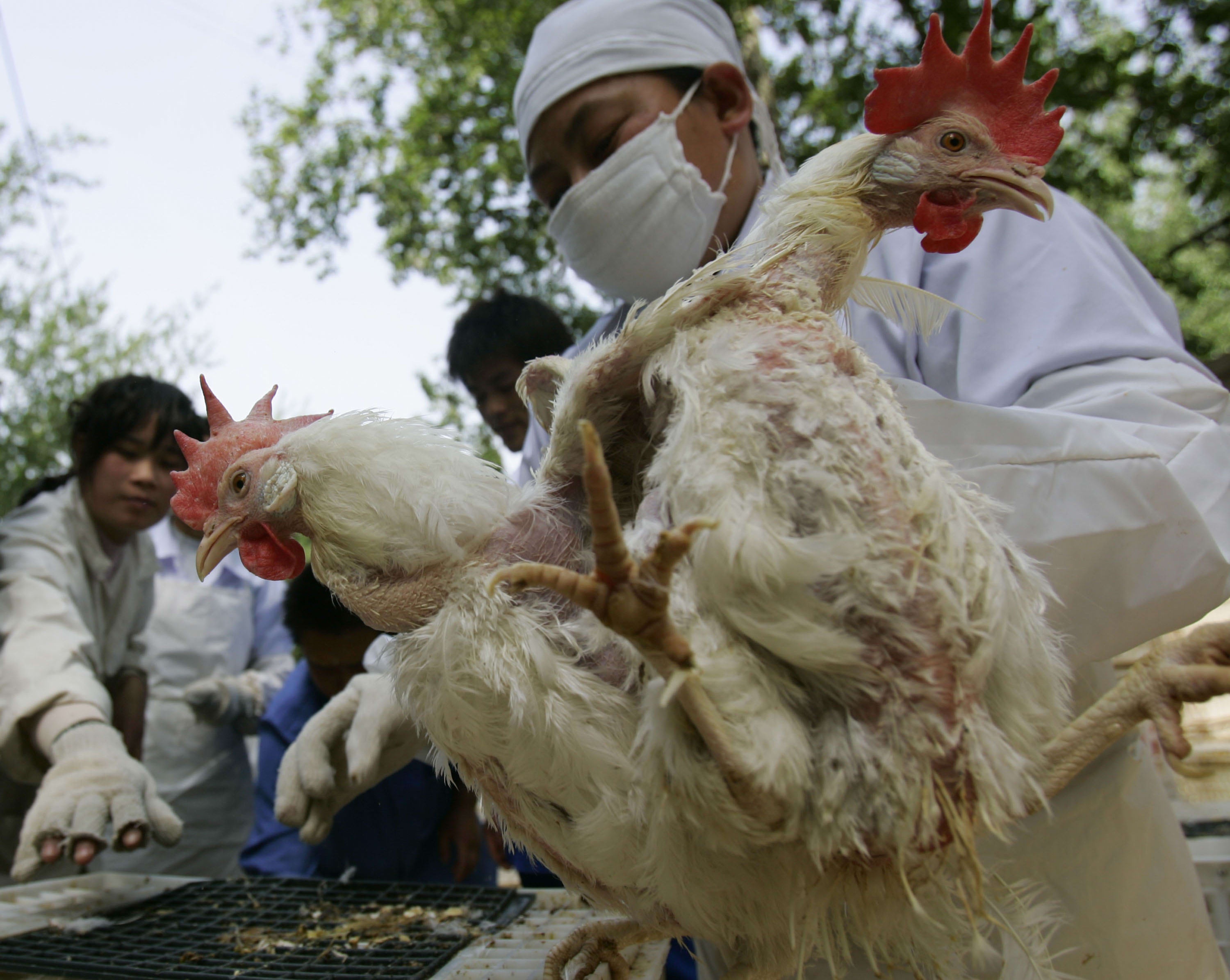 Trung Quoc thieu nguon cung gia cam anh 2