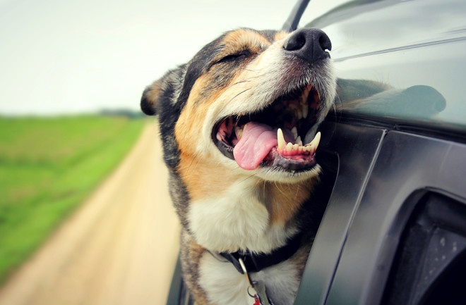 Chu xe o My bi phat tien neu de thu cung tho dau ra cua so oto hinh anh