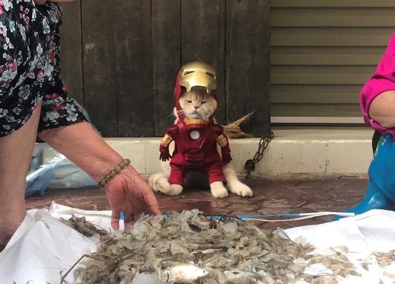 chu meo ten Cho hoa trang thanh sieu anh hung anh 9