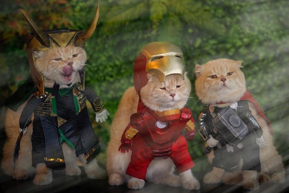 Chu meo ten Cho lai gay cuoi khi 'hoa than' thanh anh hung Avengers hinh anh