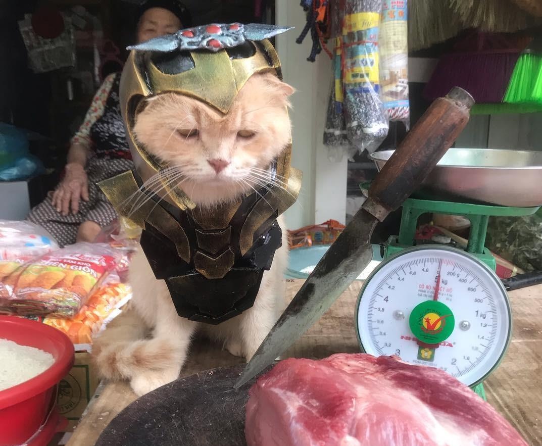 chu meo ten Cho hoa trang thanh sieu anh hung anh 6