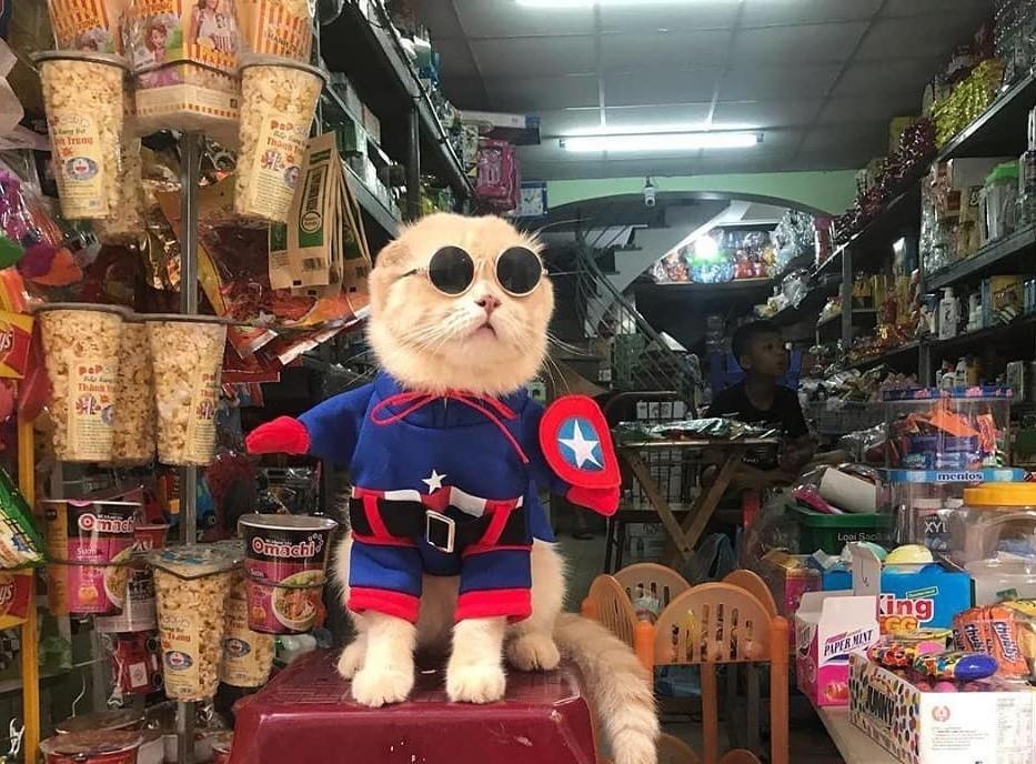 chu meo ten Cho hoa trang thanh sieu anh hung anh 8