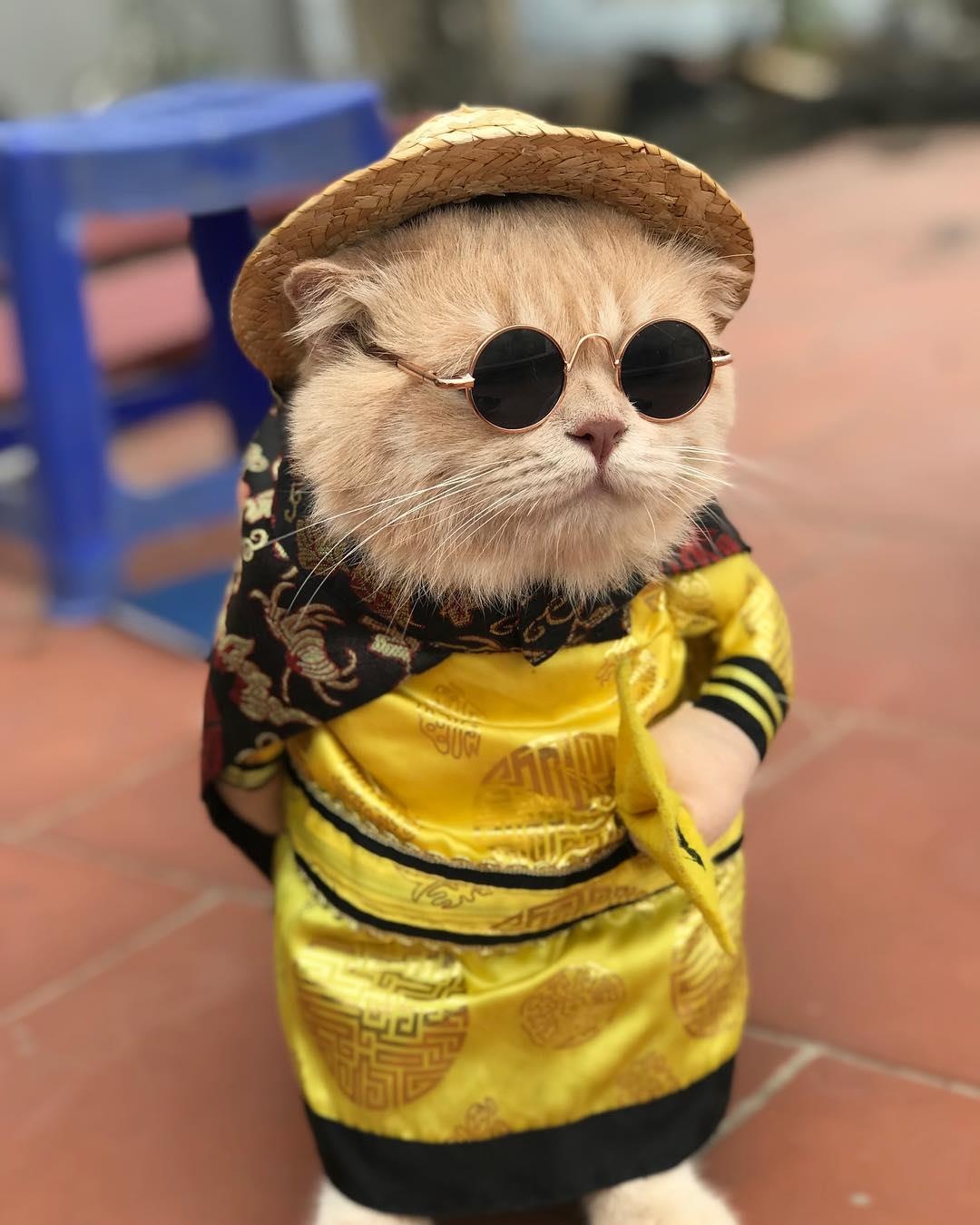 chu meo ten Cho hoa trang thanh sieu anh hung anh 3