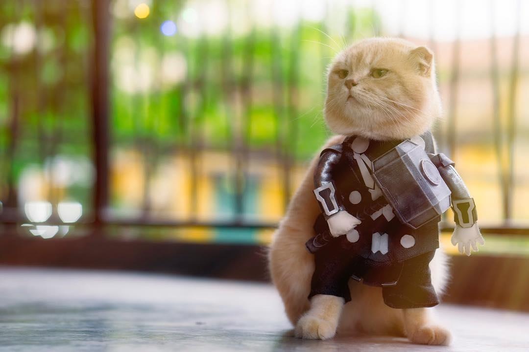 chu meo ten Cho hoa trang thanh sieu anh hung anh 5