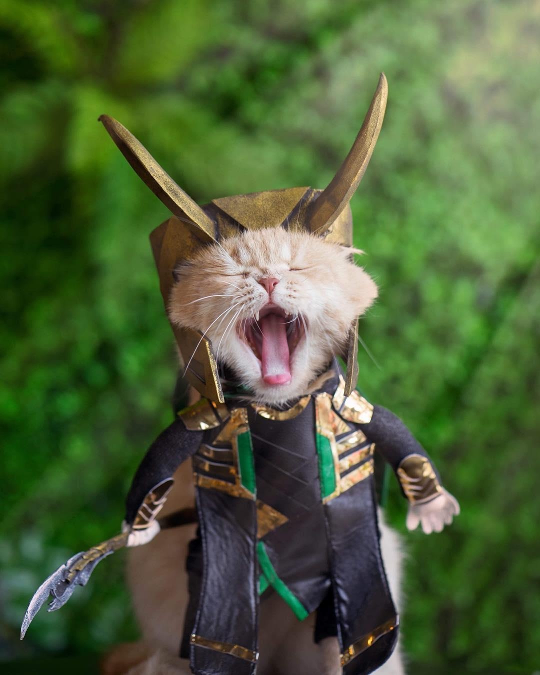 chu meo ten Cho hoa trang thanh sieu anh hung anh 4