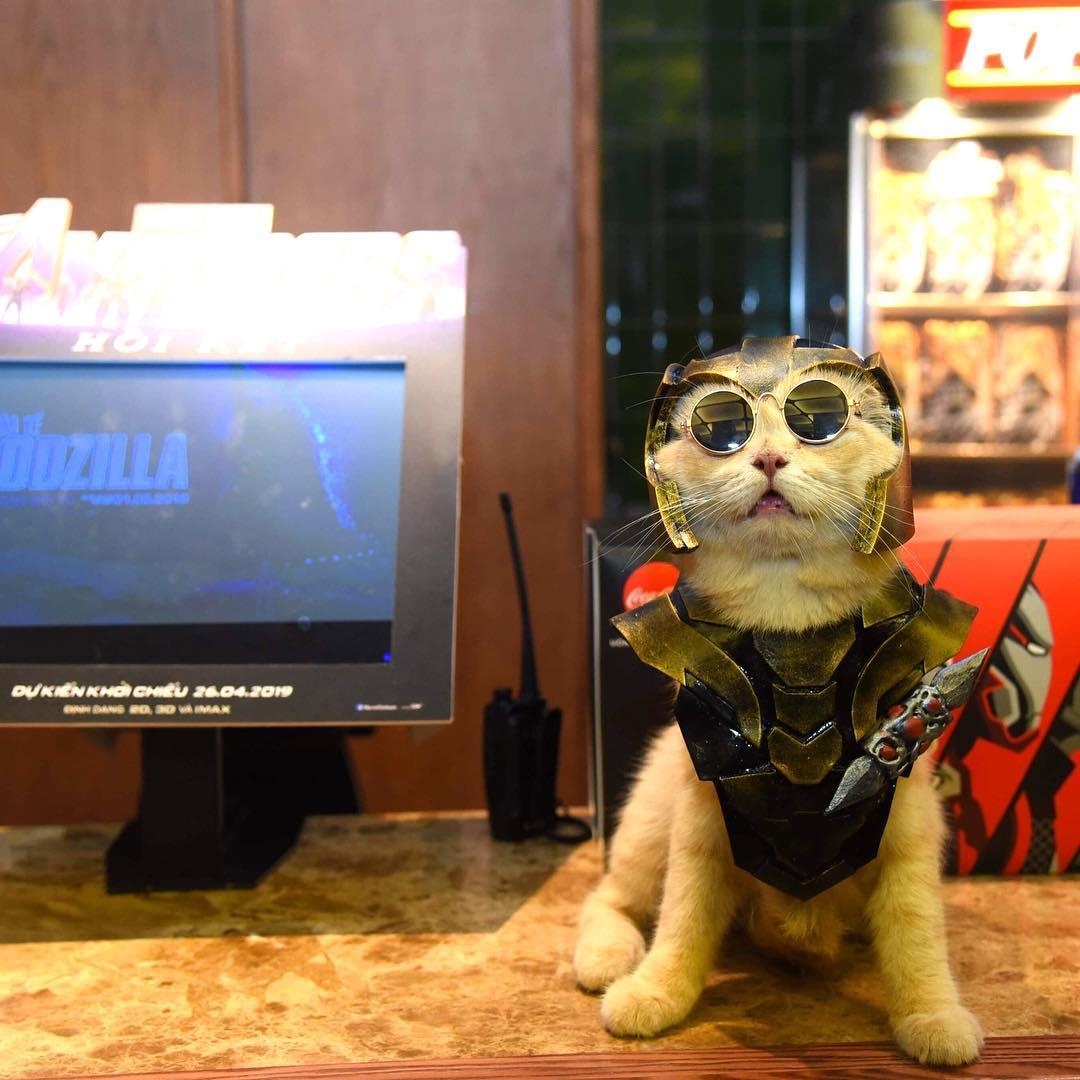 chu meo ten Cho hoa trang thanh sieu anh hung anh 2