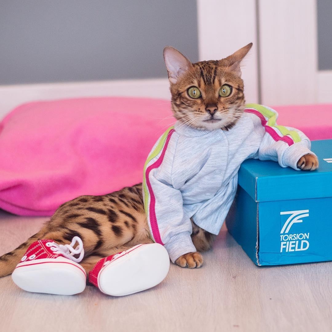 co gai va chu meo di du lich anh 9