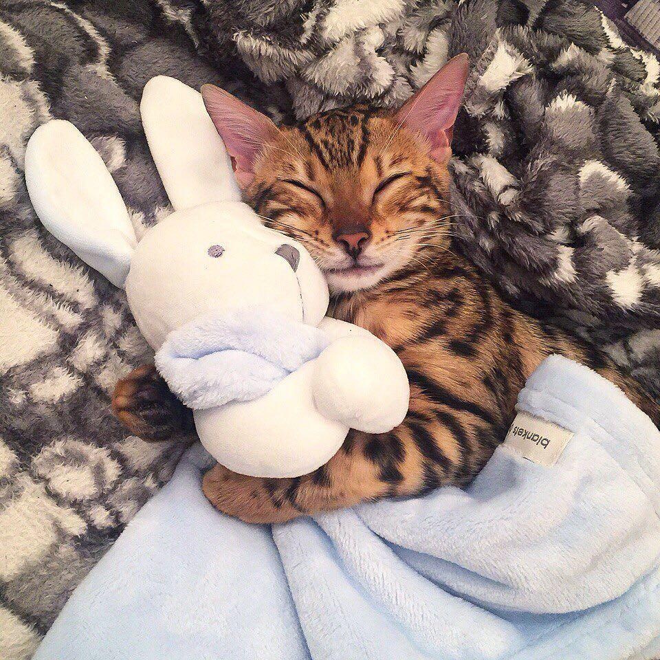 co gai va chu meo di du lich anh 8