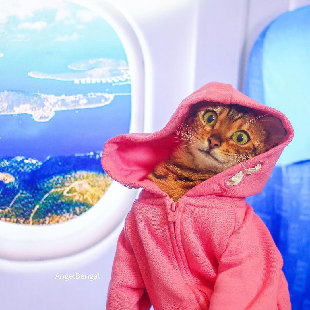 co gai va chu meo di du lich anh 6