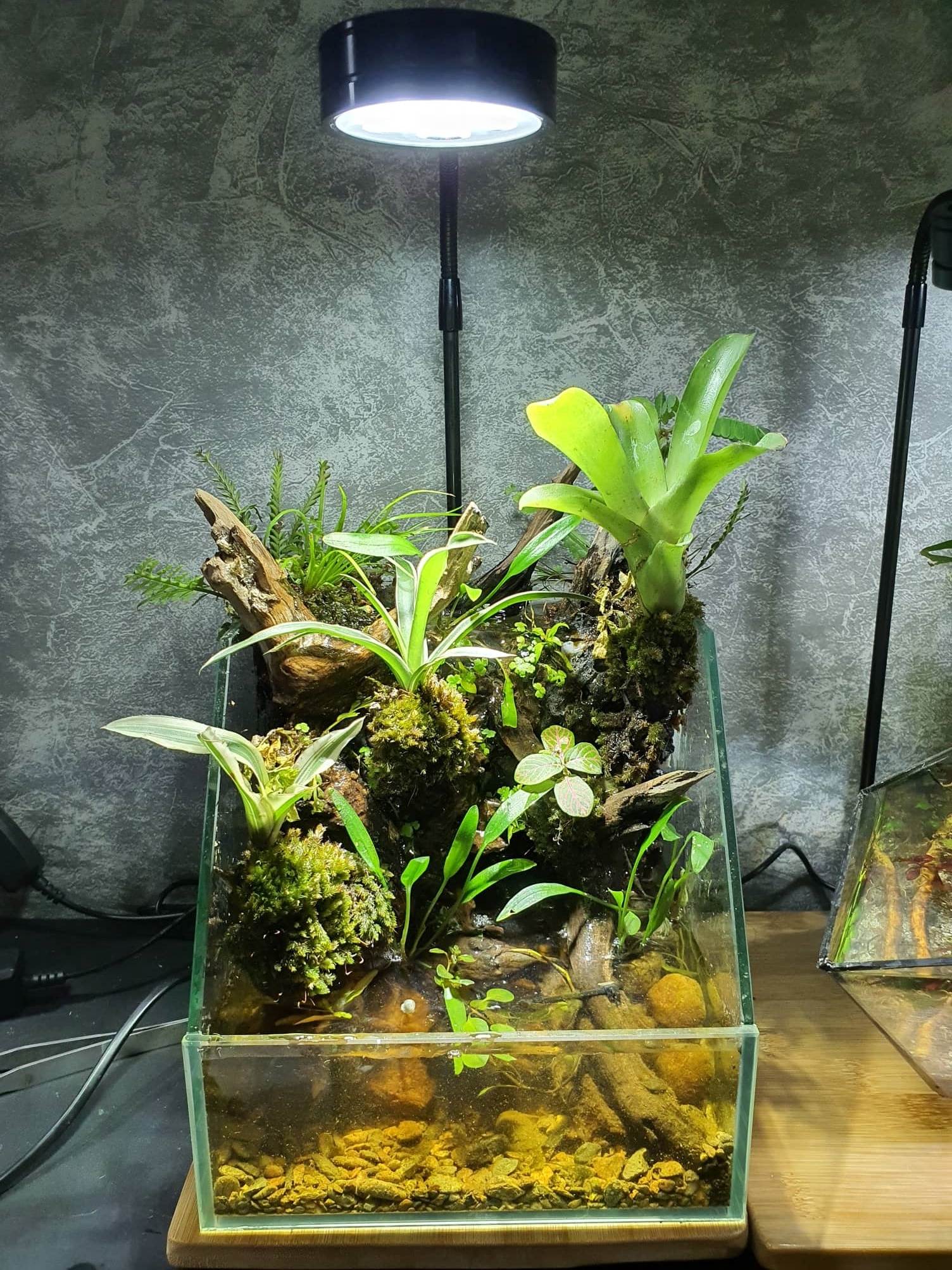 terrarium ảnh 5 terrarium anh 5