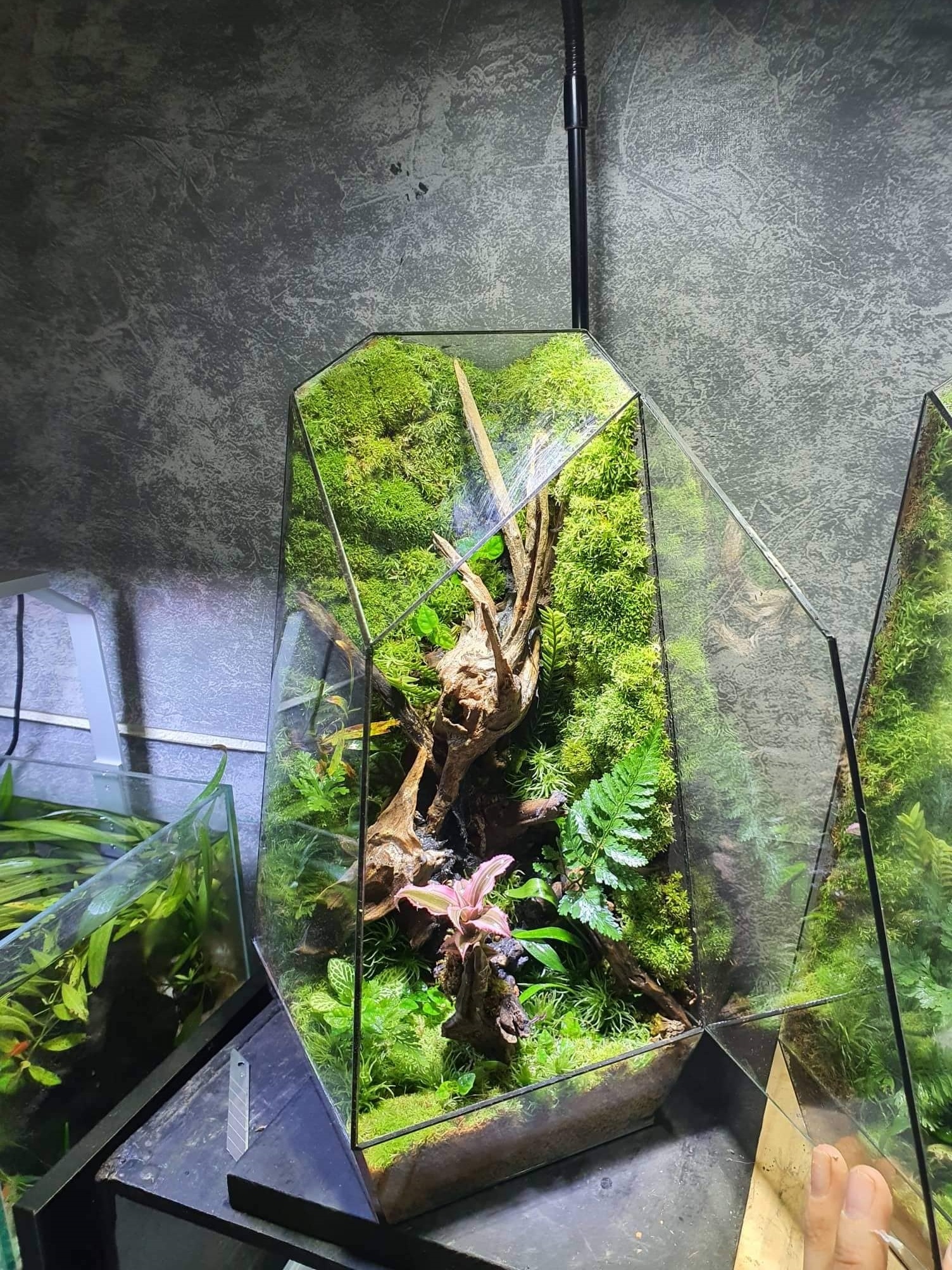 terrarium ảnh 6 terrarium anh 6