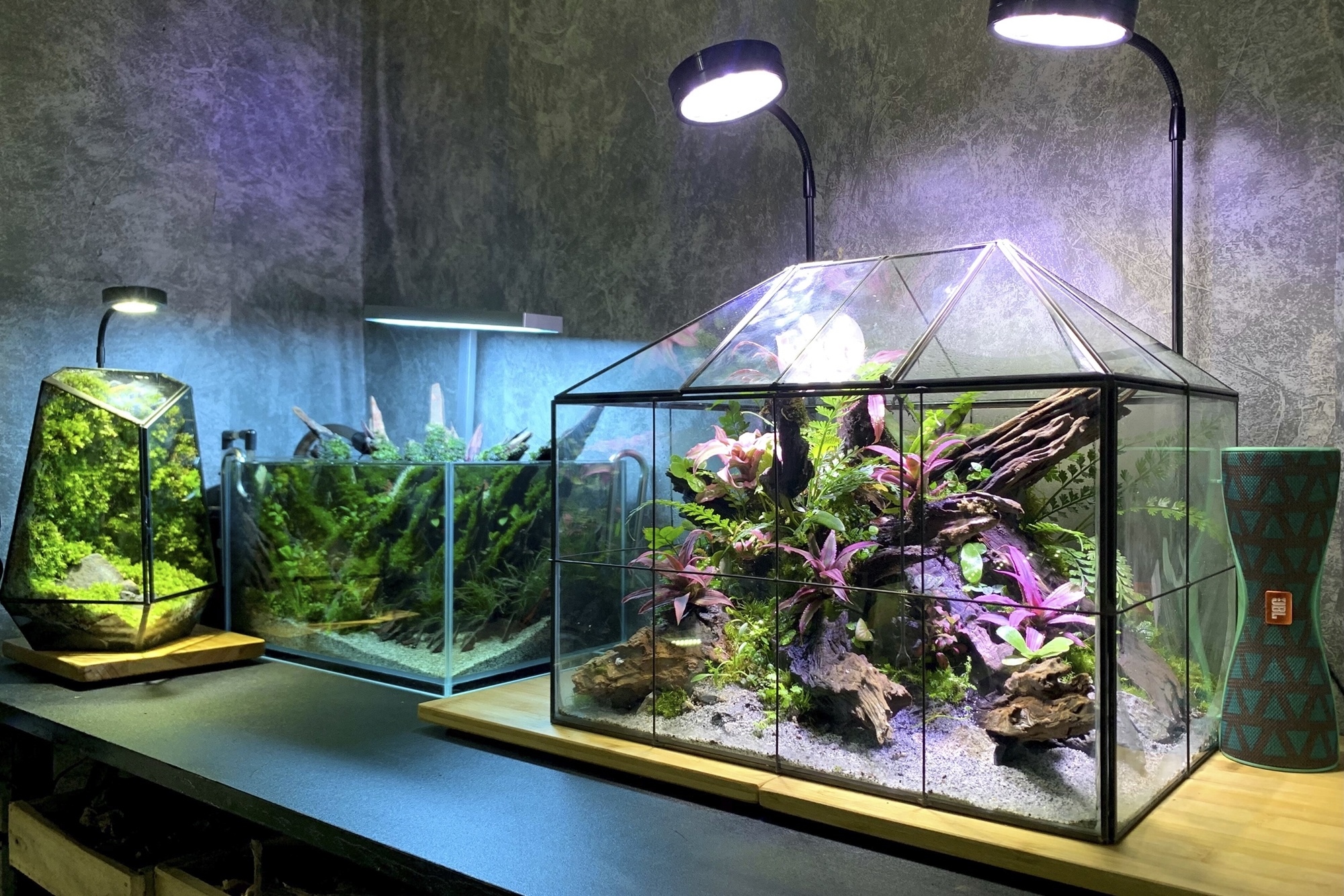 terrarium ảnh 9 terrarium anh 9