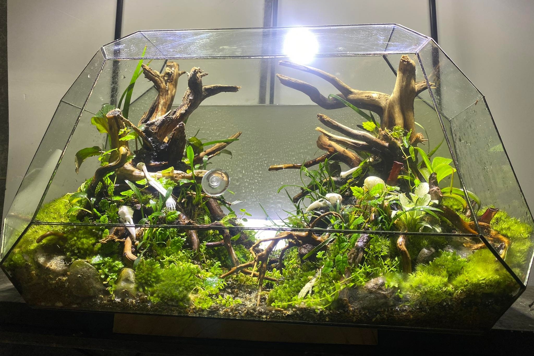 terrarium ảnh 3 terrarium anh 3
