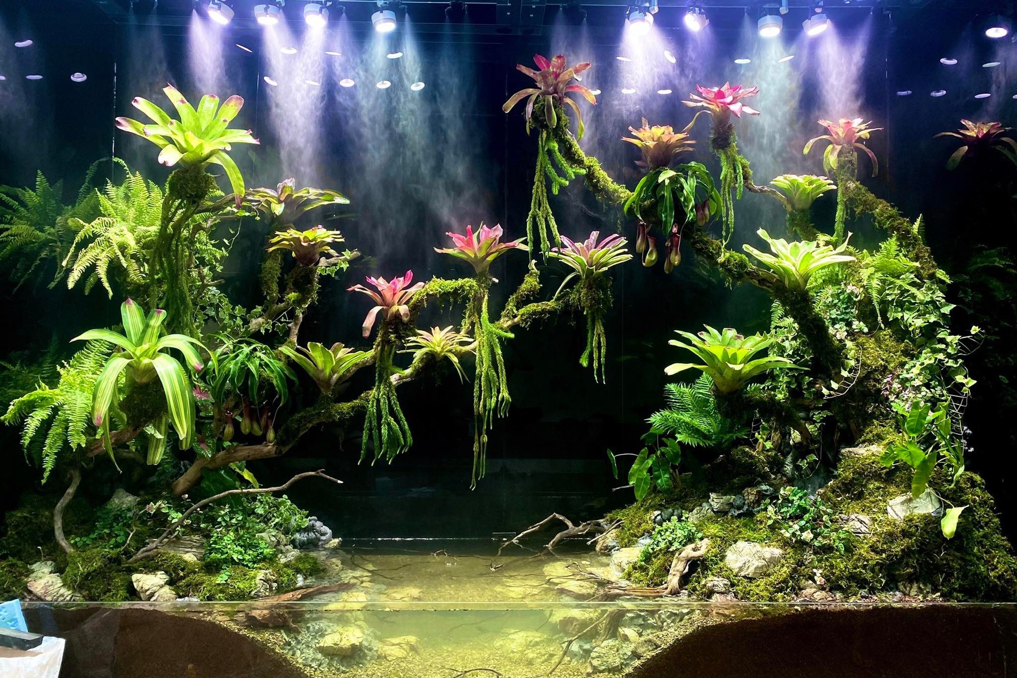 terrarium ảnh 13 terrarium anh 13