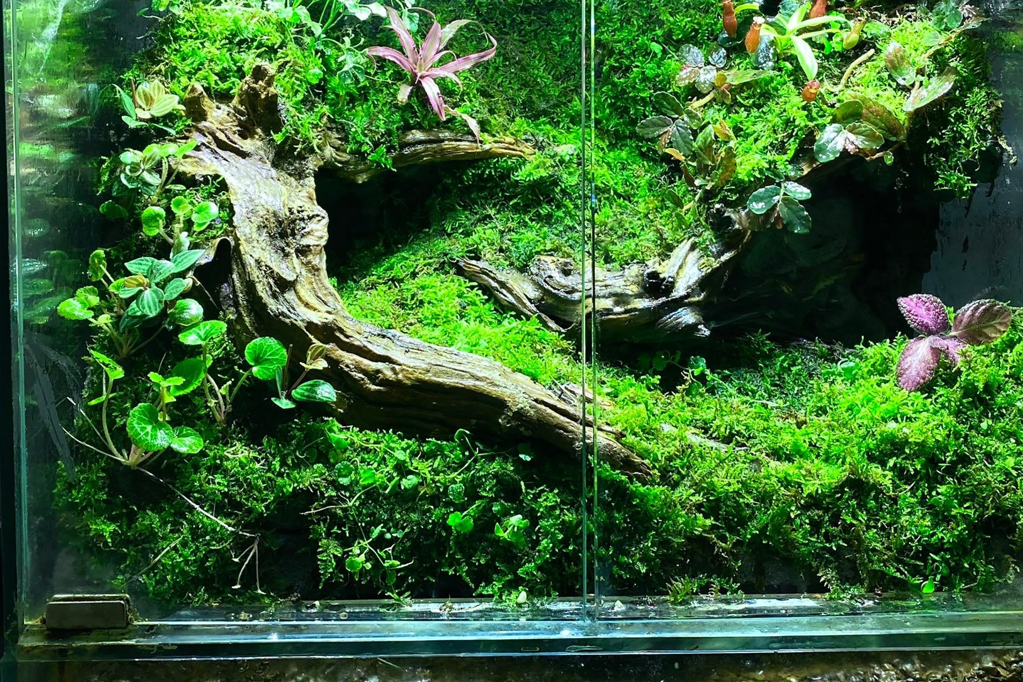 terrarium ảnh 12 terrarium anh 12