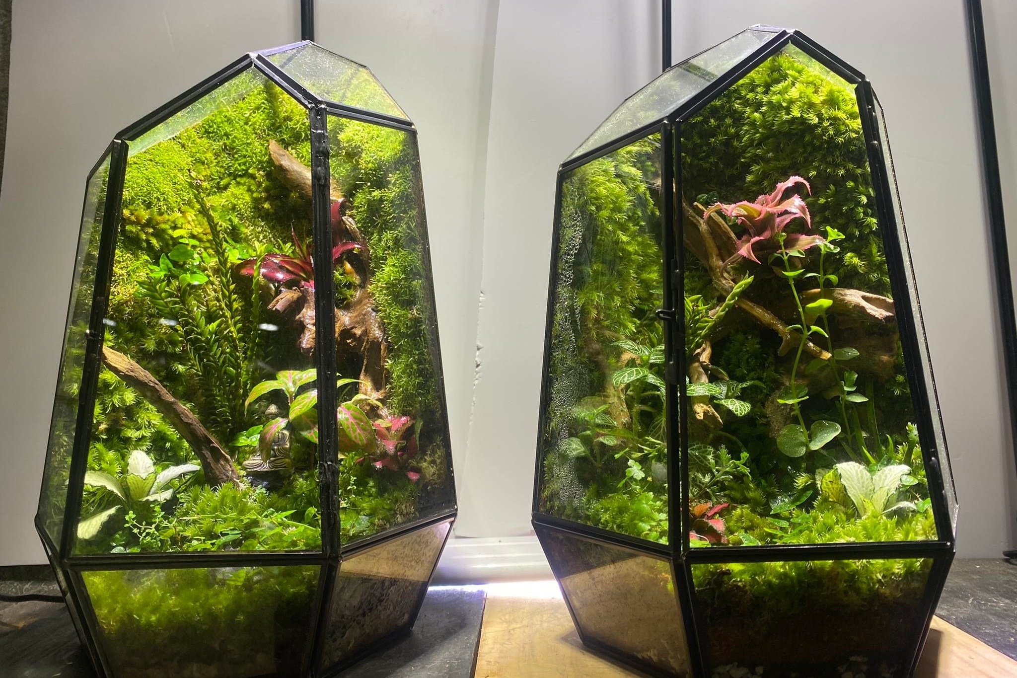 terrarium ảnh 4 terrarium anh 4