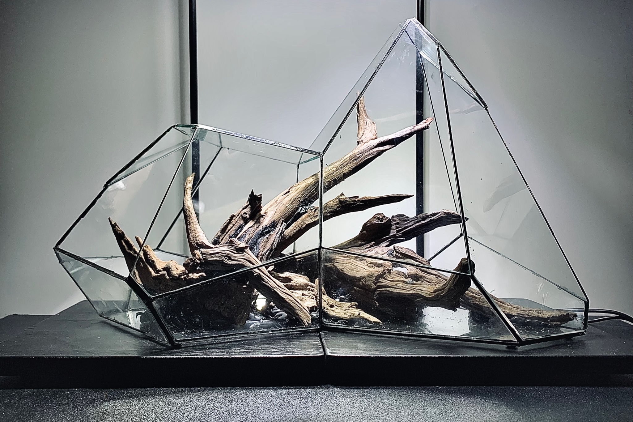 terrarium ảnh 8 terrarium anh 8