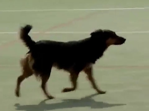 Cho vao san danh dau ghi ban hinh anh