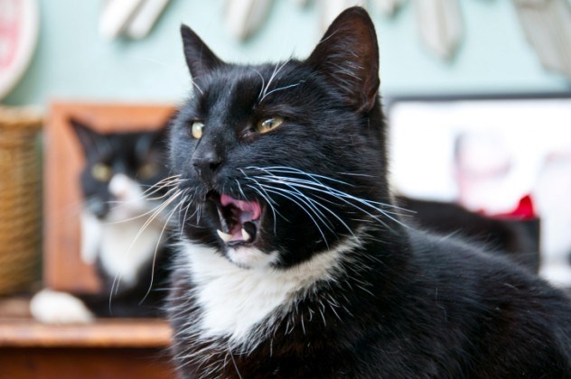 Nhung con meo thanh dat voi cong viec cua nguoi (ky 1) hinh anh