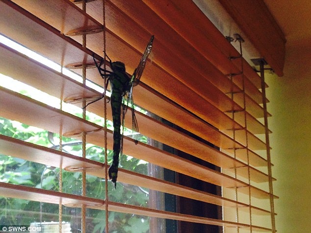 Chuon chuon khong lo 'khung bo' gia dinh Anh hinh anh