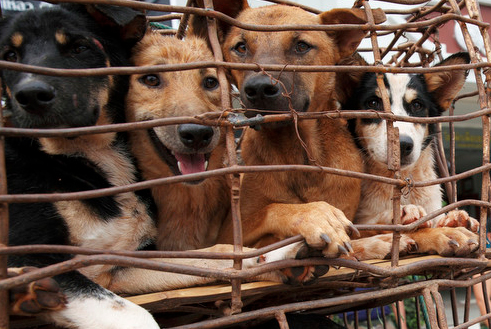 Buon lau cho o Dong Nam A len bao Tay hinh anh