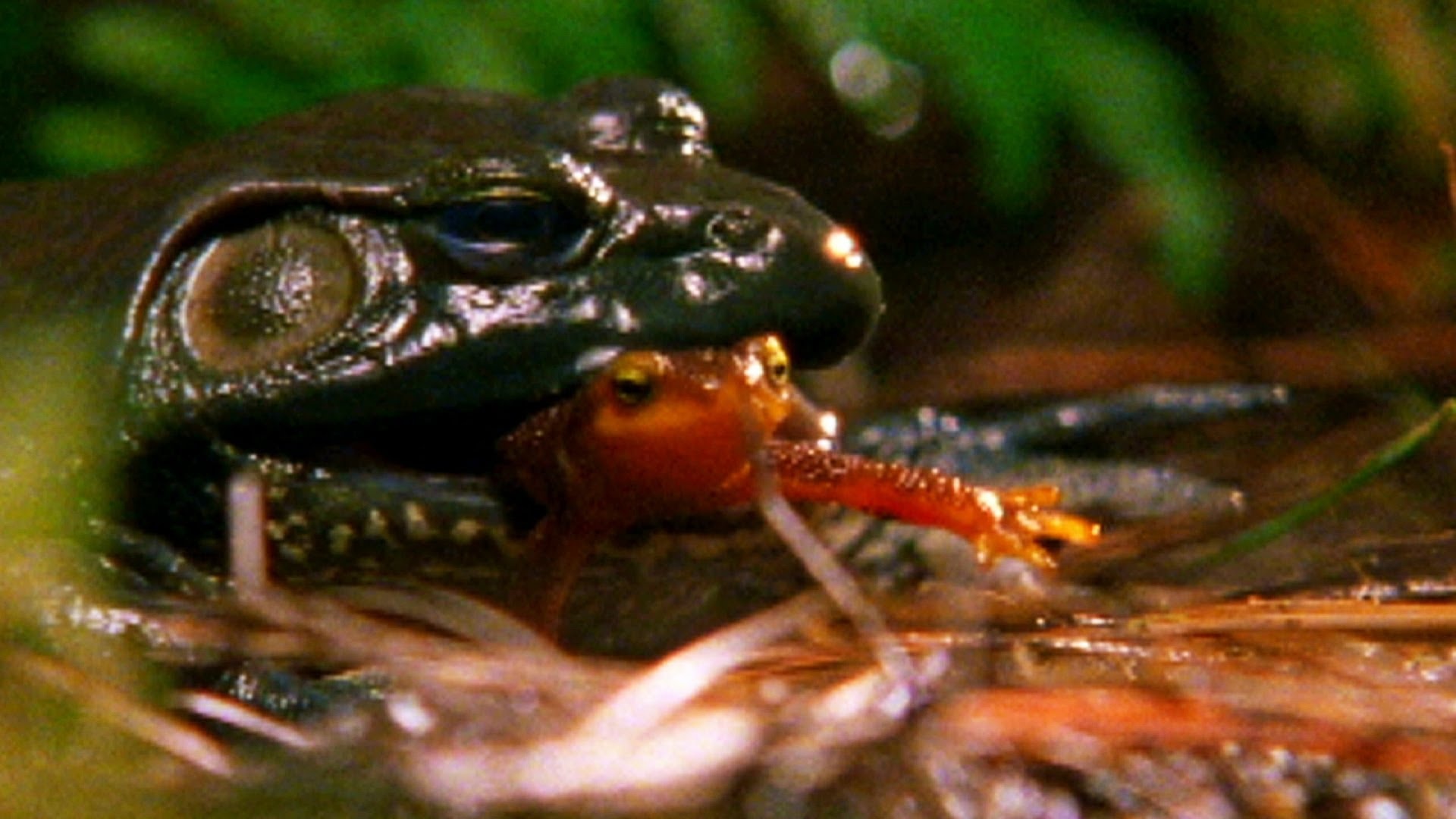 Sa giong thoat khoi tay tu than hai lan nho chat doc hinh anh