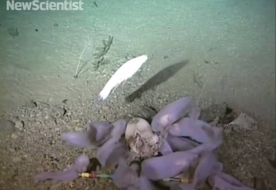 Video dau tien ve loai tom trang bi hiem duoi day dai duong hinh anh