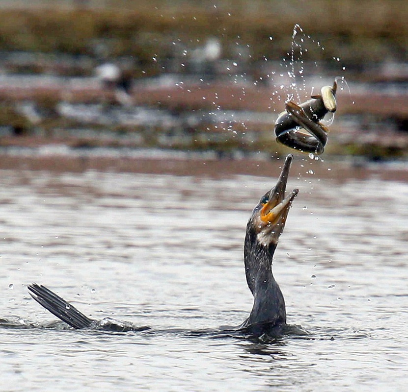 Chim coc tung hung luon hinh anh