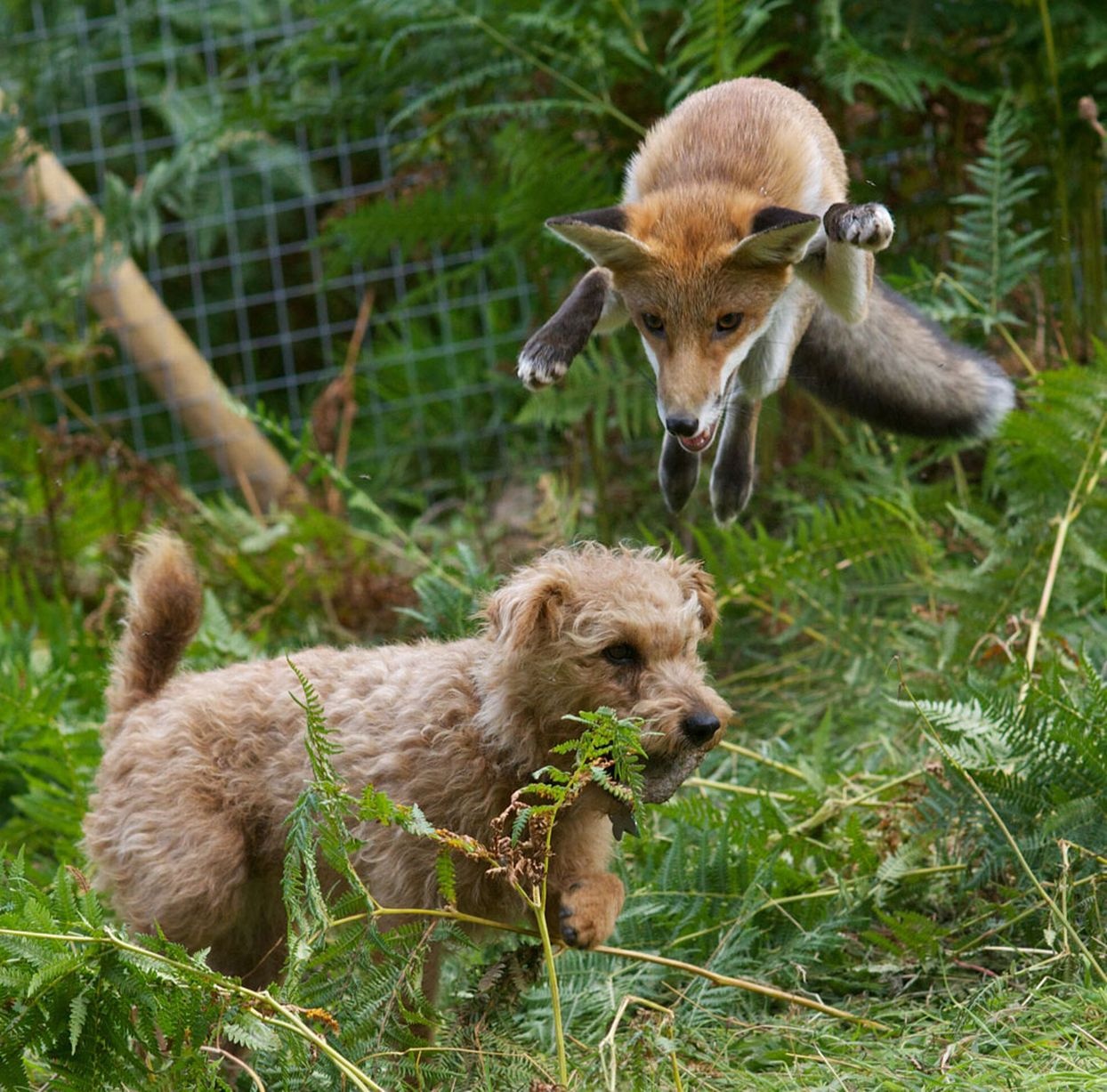 Tinh ban cua hai ke 'tu thu' trong tu nhien hinh anh