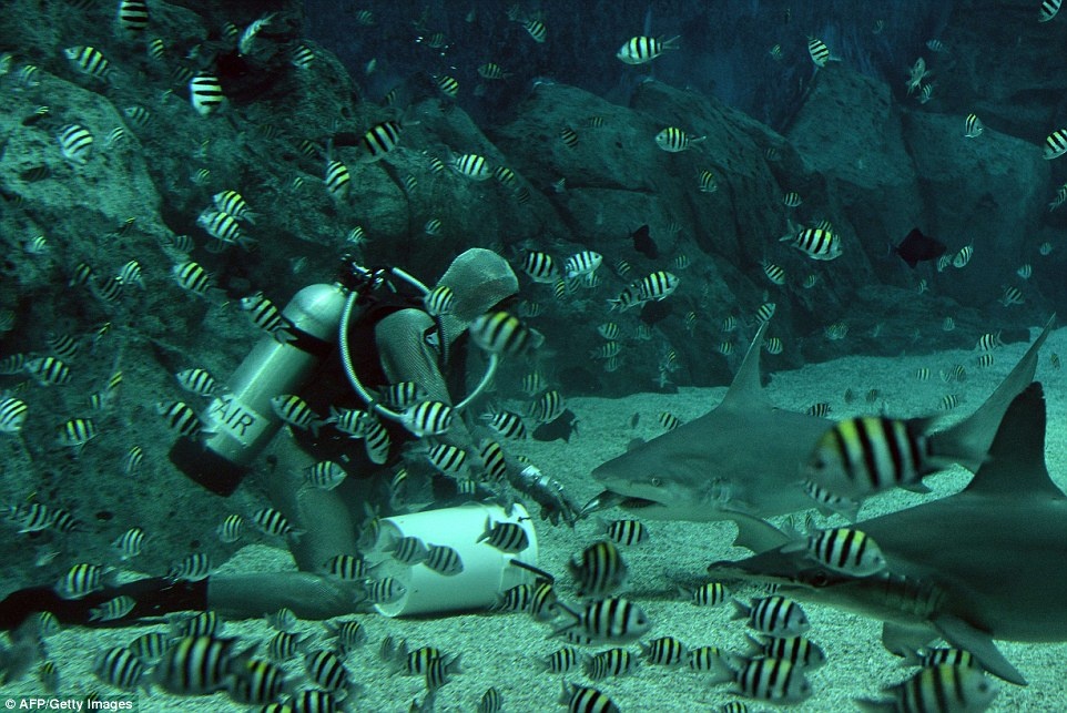 Tho lan Italy tan tay dut moi cho 'sat thu dai duong' hinh anh