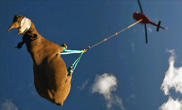 500 con te giac lo lung theo truc thang di lanh nan hinh anh