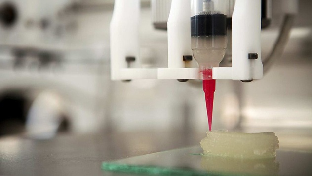 Ảnh minh họa: Lindsay France/Cornell University