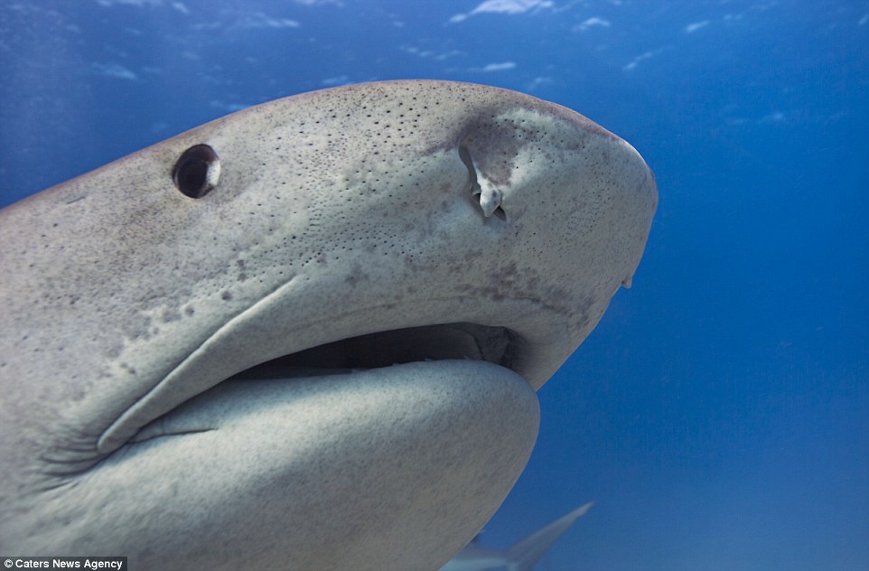 Ca map ho 'tao dang' cung nhiep anh gia hinh anh