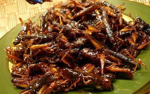 Cau lac bo cua nhung nguoi an con trung tai Nhat hinh anh