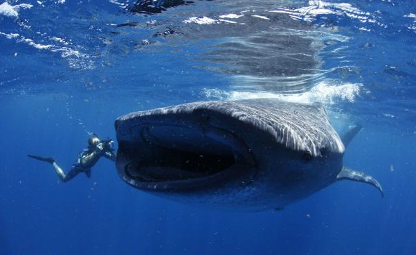 Một du khách chụp ảnh ngay sát mồm của cá mập voi. Ảnh: onebreath.com