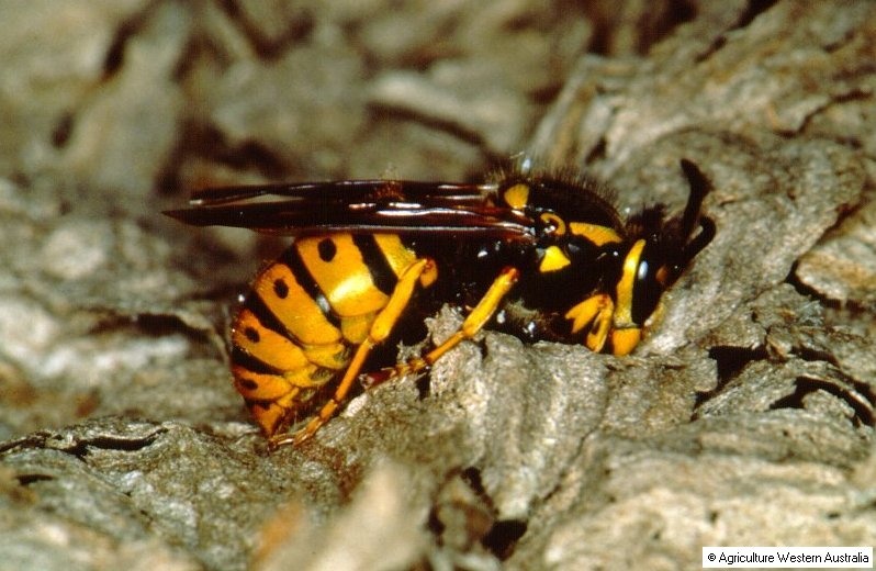 5.000 ong bap cay xay dung de che tren giuong hinh anh